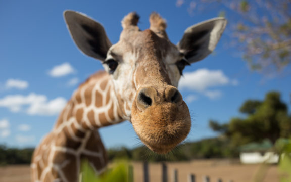 Like a giraffe, I slept for 30 mins a day